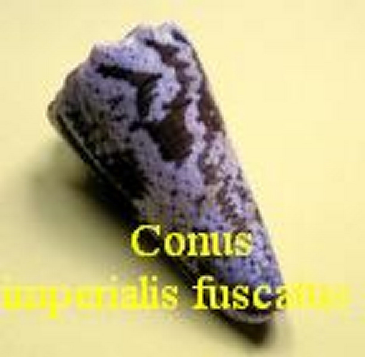 Conus imperialis f. fuscatus, von Born 1778